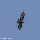 Buzzard