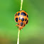 Squash Lady Beetle