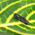 Black Soldier Fly