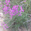 American or Purple Vetch