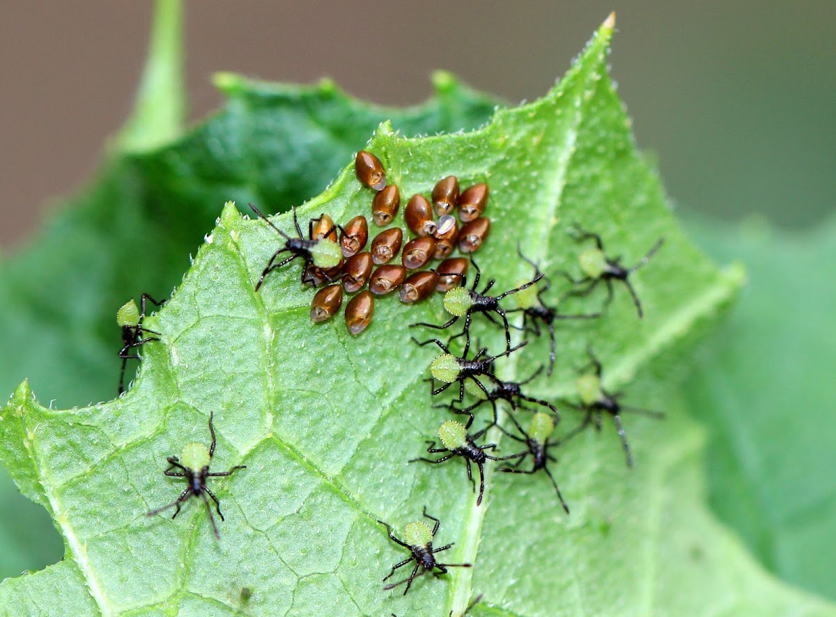 Squash Bug Nymphs