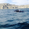 Ballena Franca Austral/Southern Right Whale