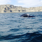 Ballena Franca Austral/Southern Right Whale