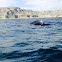 Ballena Franca Austral/Southern Right Whale