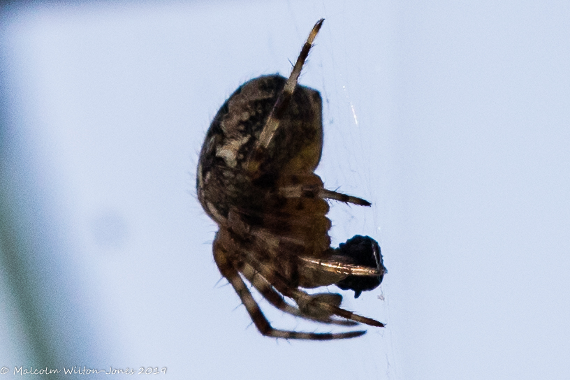 Garden spider