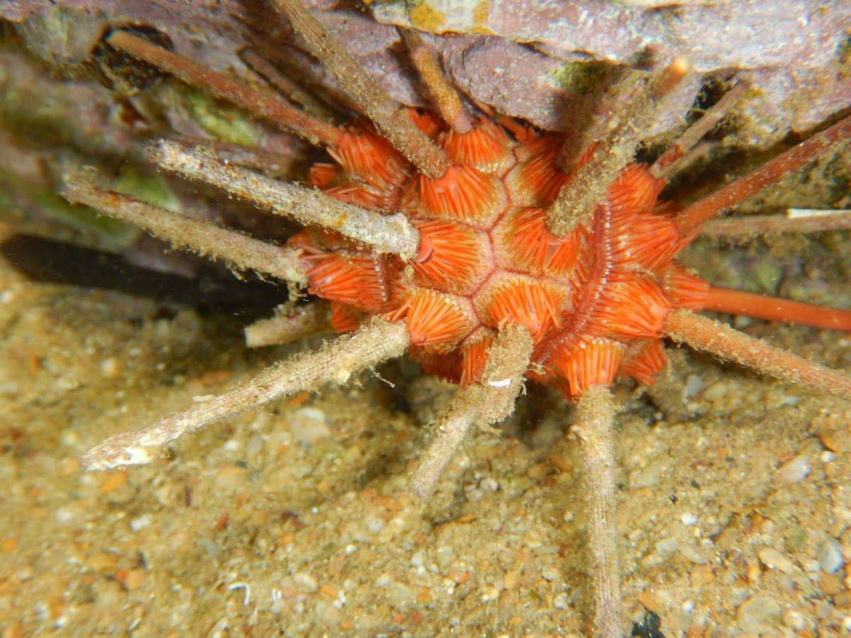 Red Lance Urchin