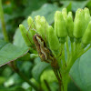 Long-jawed Orb-weaver spider