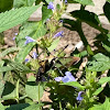 Clearwing hummingbird moth