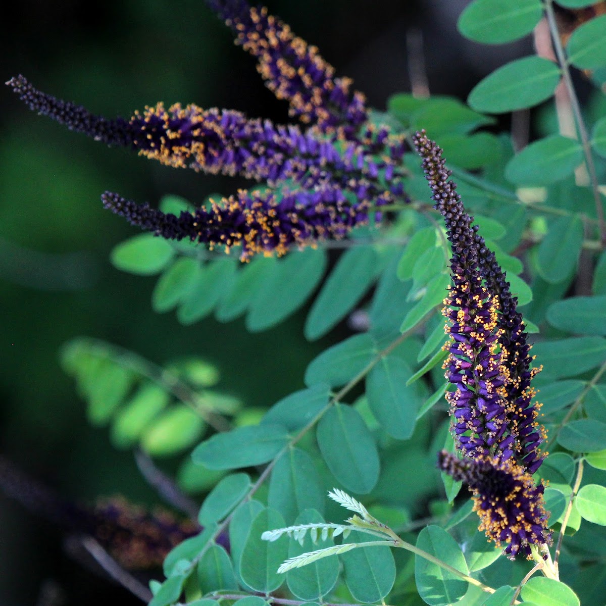 False Indigo-bush