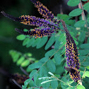 False Indigo-bush