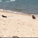 (Variable) Oystercatcher or Tōrea Pango