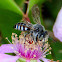 Cuckoo-leaf-cutter Bee; Abeja cuco