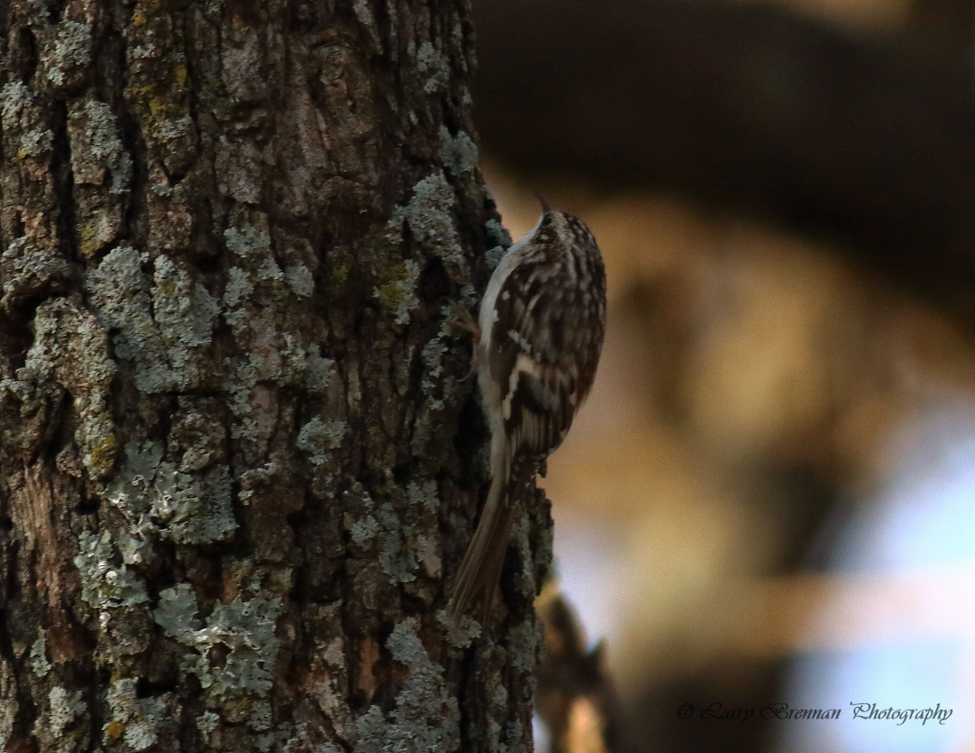 Brown Creeper