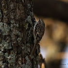 Brown Creeper