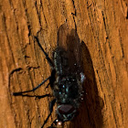 Lesser House Fly