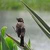 Red-vented bulbul