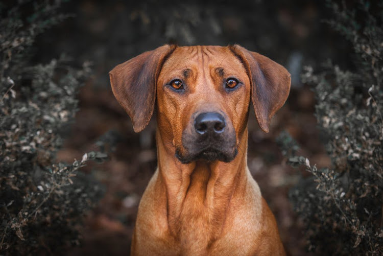 A politician argued that the Rhodesian ridgeback was the dog of the ancestors and proposed renaming it the Zimbabwe ridgeback.