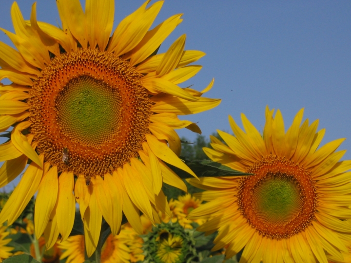 Giragiallo di myclick