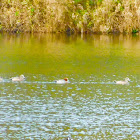 Eurasian Wigeon