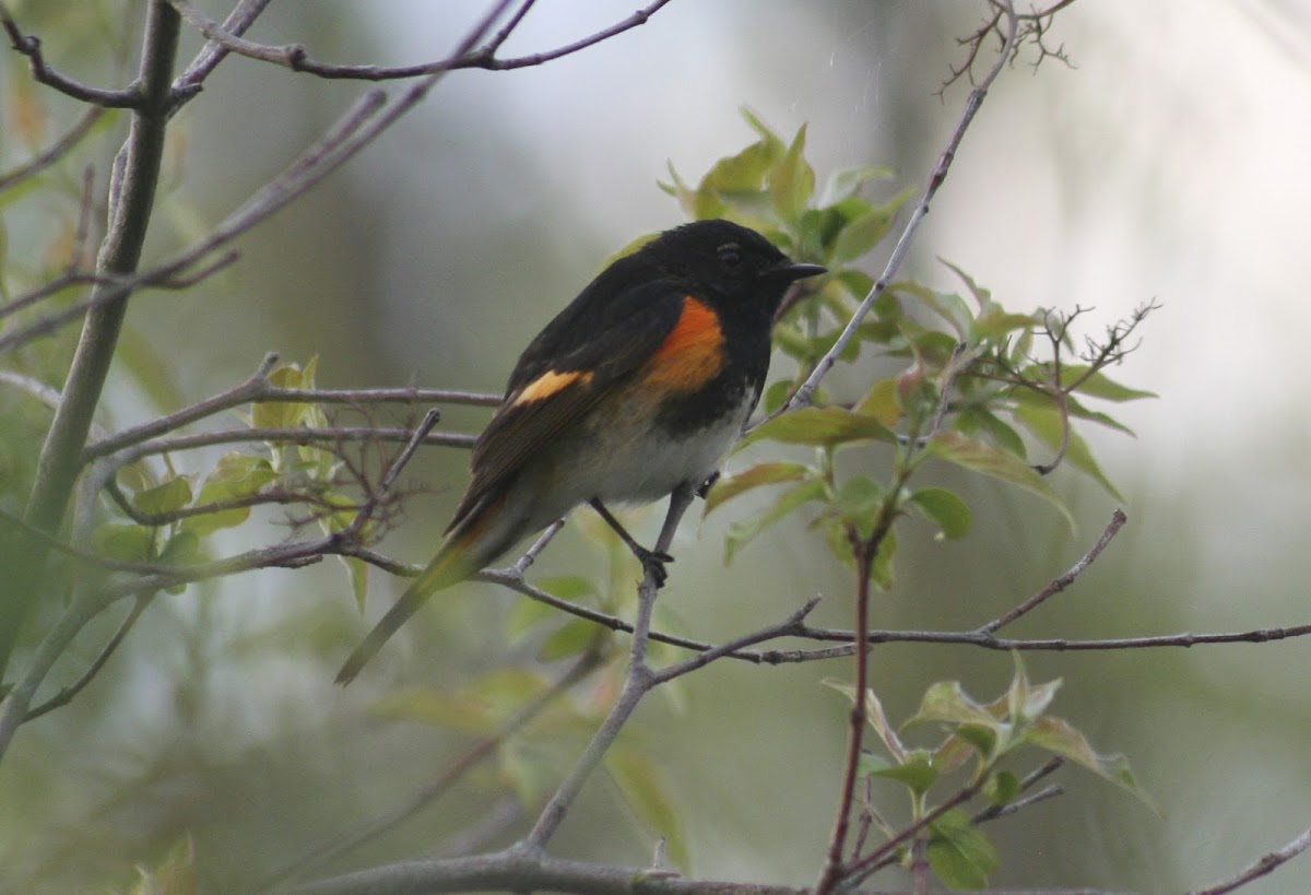 American Redstart