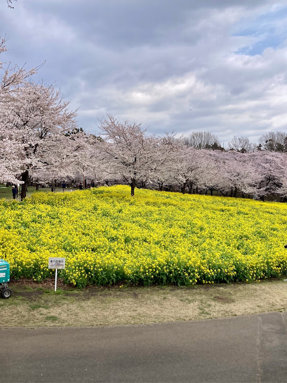 レヴォーグのスバル車好きと繋がりたい・桜×愛車・いいね＆フォロー＆コメントありがとうございます・赤城南面千本桜に関するカスタム事例の投稿画像2枚目