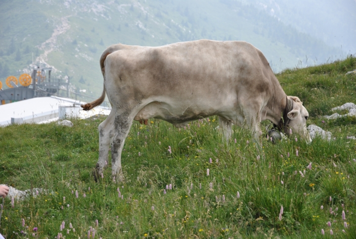 Mucca, pascolo di ambro68