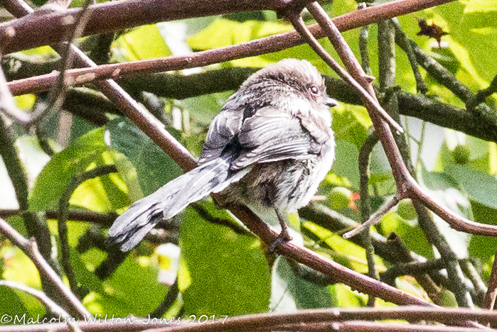 Long-tailed Tit