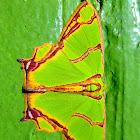 Green Geometrid Moth