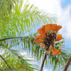 Wiliwili tree flowers