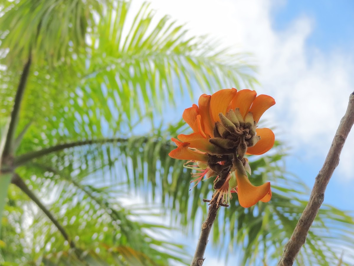 Wiliwili tree flowers