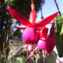 Flor Arete Fuchsia