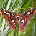 Atlas Moth