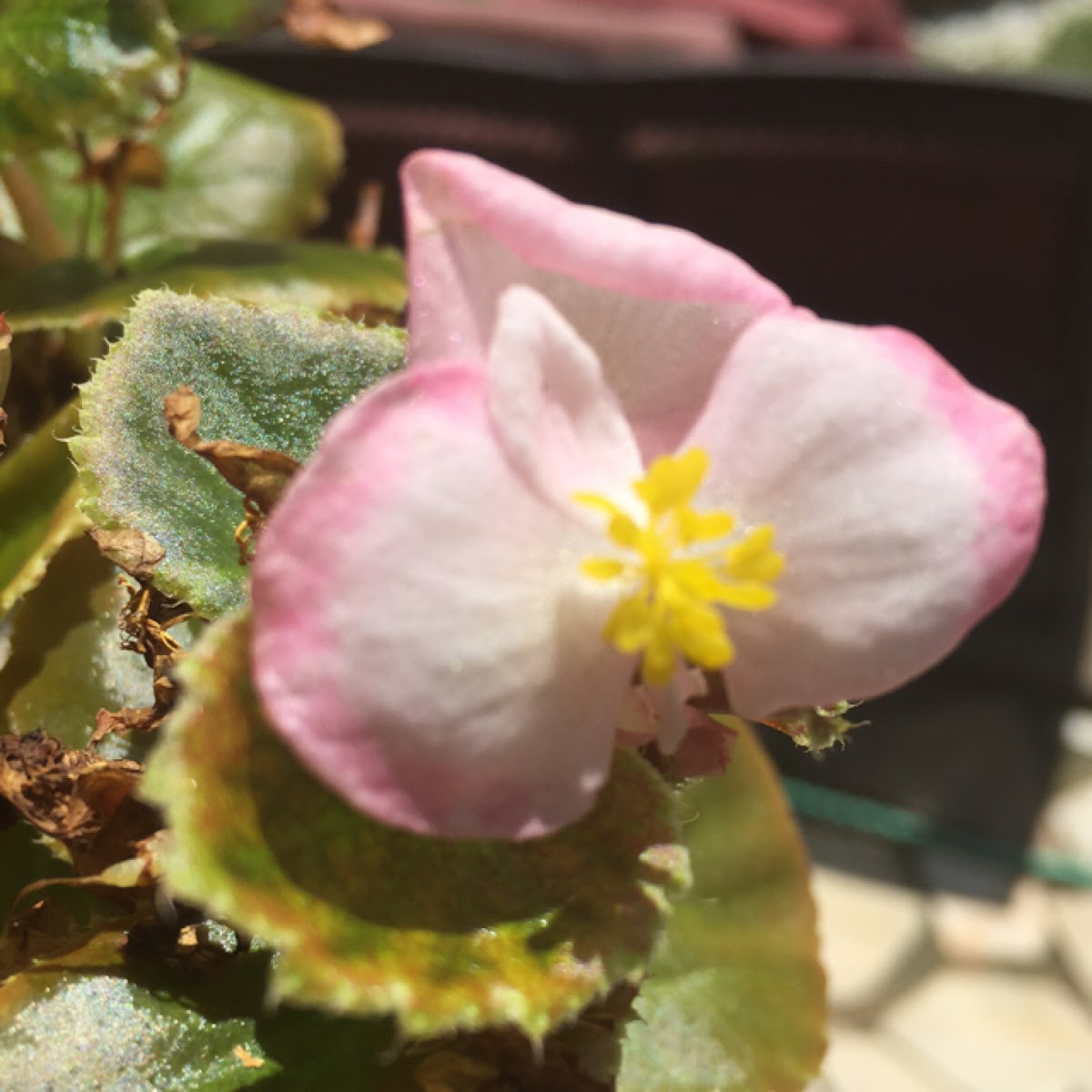 Begonia