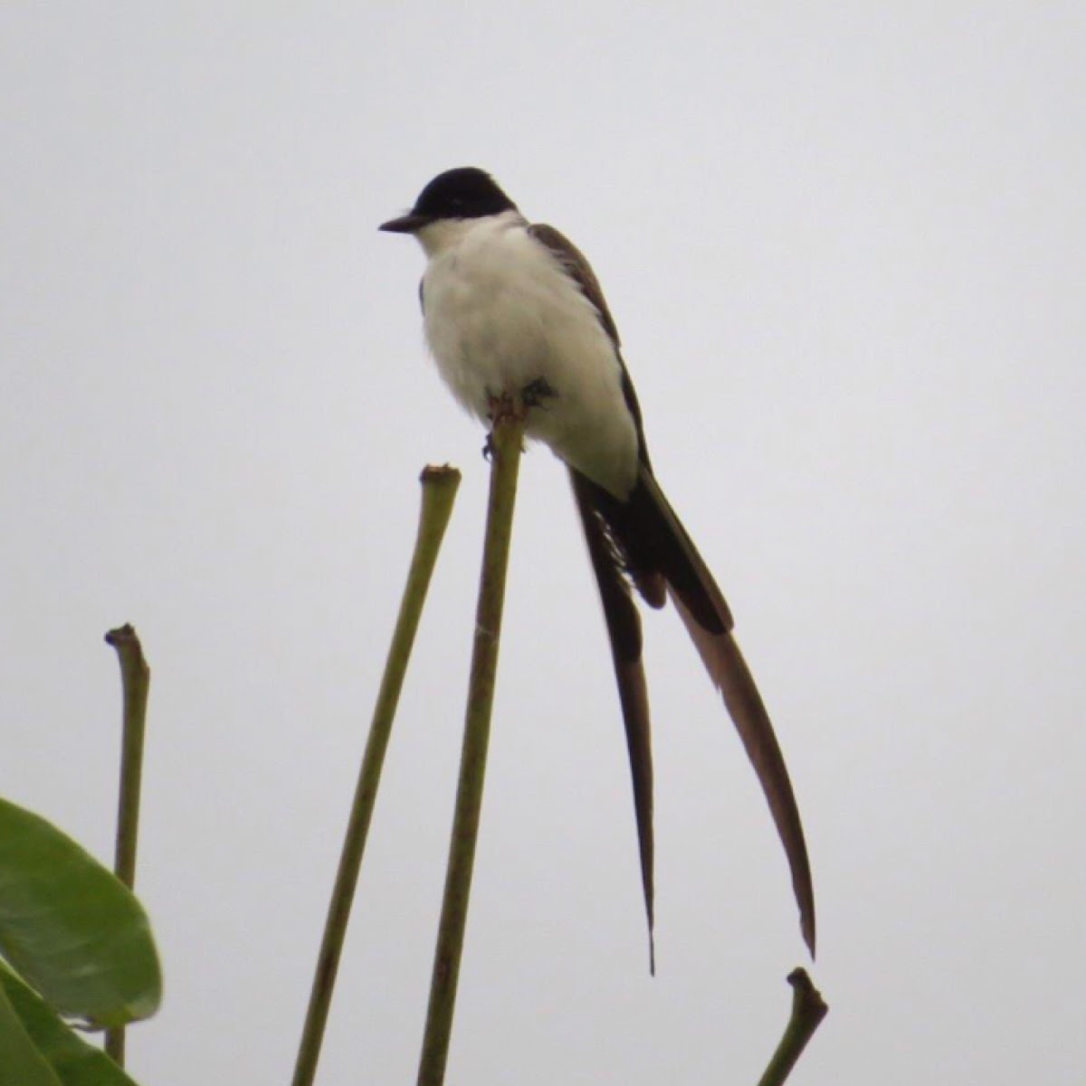 Fork-tailed flycatcher