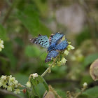 Blue metalmark