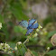 Blue metalmark