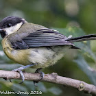 Great Tit