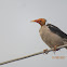 Indian Pied Myna (bald)