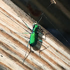 Tiger Beetle