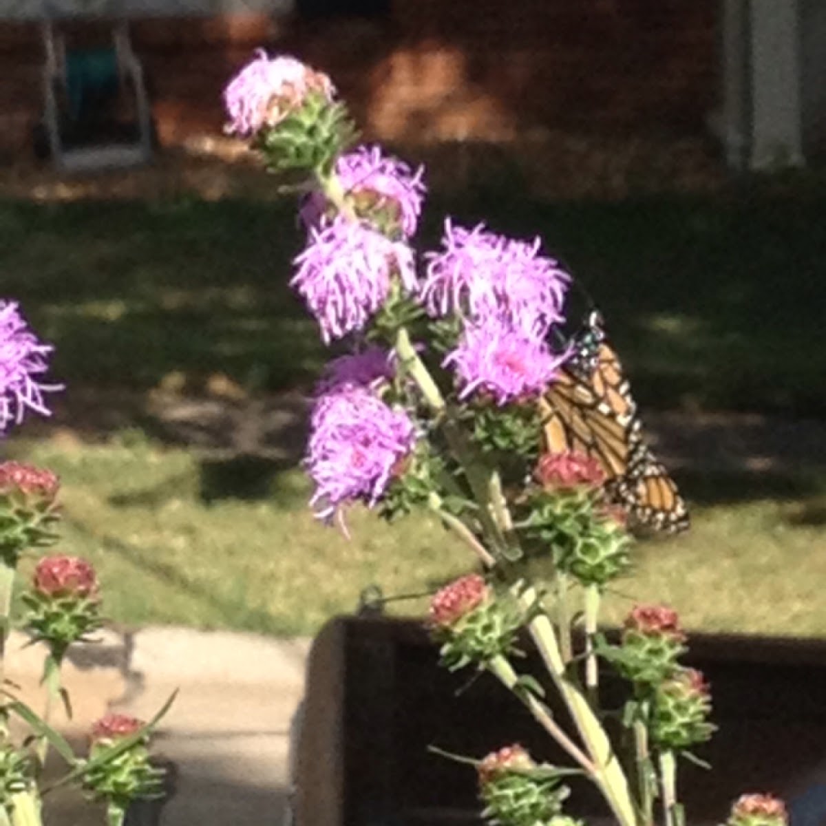 Monarch butterflies