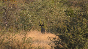 Kudu Vudoo thumbnail