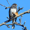 Dark-eyed Junco