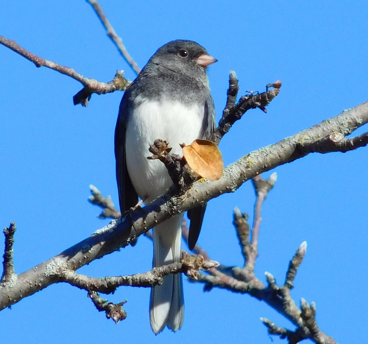 Dark-eyed Junco