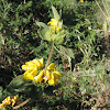 Jerusalem sage