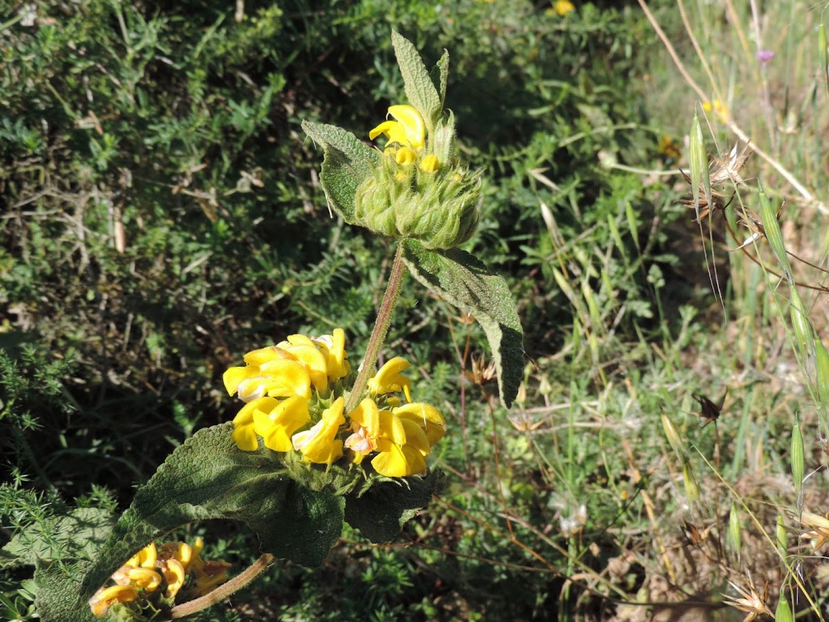 Jerusalem sage