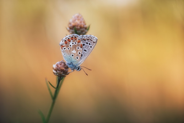 Mariposa di Barbara Surimi