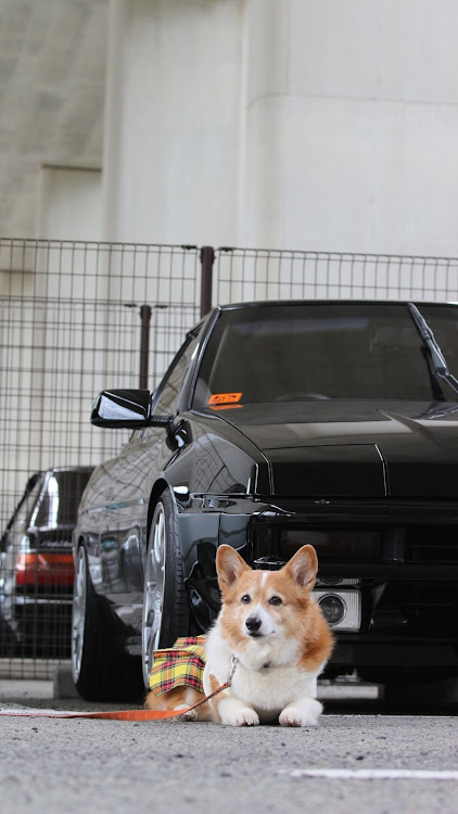 RX-7の関西舞子サンデー・コーギーのななに関するカスタム事例の投稿画像6枚目