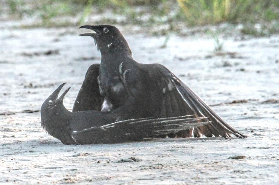 American Fish Crow