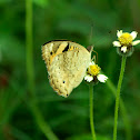 Yellow Pansy