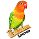 Tips Burung Lovebird Lengkap Download on Windows